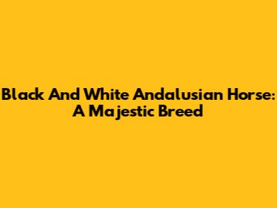 Black And White Andalusian Horse: A Majestic Breed