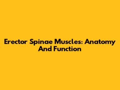Erector Spinae Muscles: Anatomy And Function