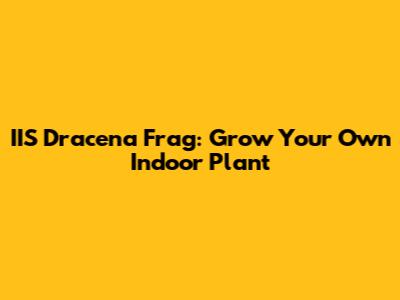 IIS Dracena Frag: Grow Your Own Indoor Plant