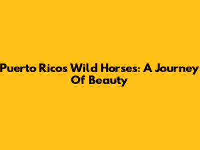 Puerto Rico's Wild Horses: A Journey Of Beauty